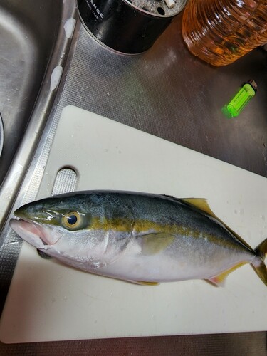 ツバスの釣果