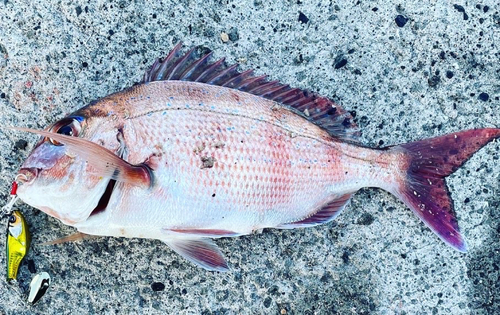 マダイの釣果