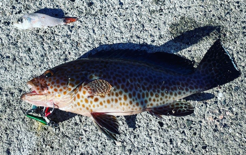 オオモンハタの釣果