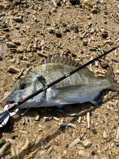 ナンヨウチヌの釣果