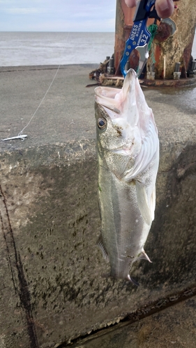 スズキの釣果