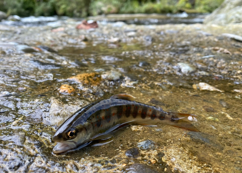 アマゴの釣果