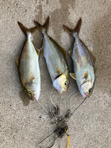 ショゴの釣果