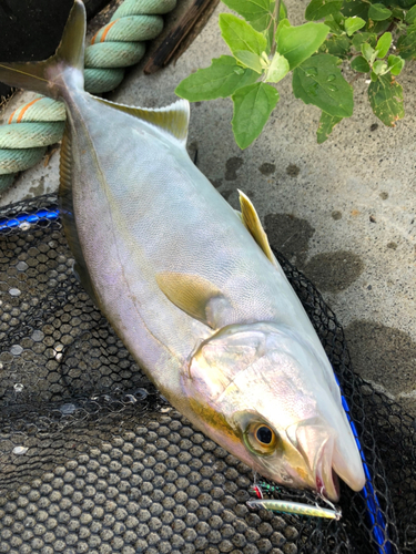 カンパチの釣果