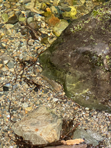 カワムツの釣果