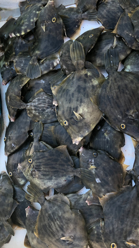 カワハギの釣果