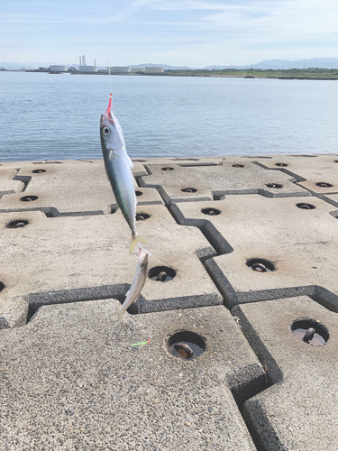 サバの釣果