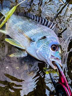 キビレの釣果