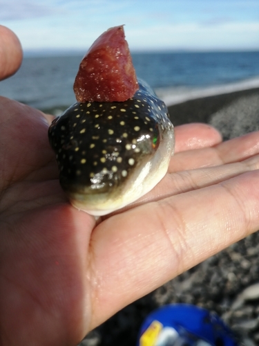 フグの釣果