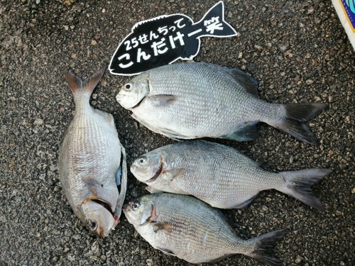 イスズミの釣果