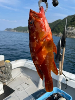 アカハタの釣果