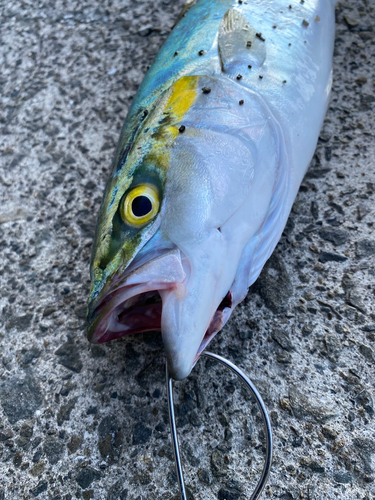 ハマチの釣果