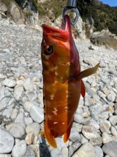 アカハタの釣果