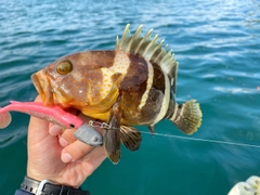 アオハタの釣果