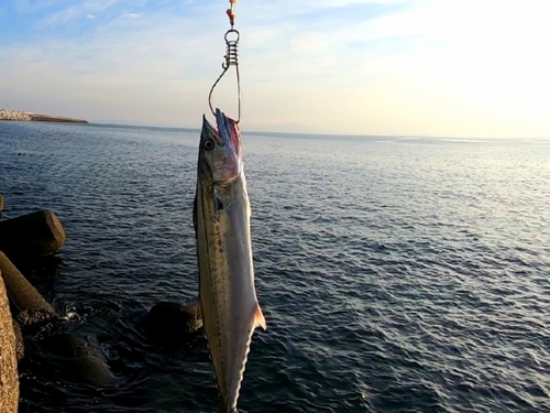 サゴシの釣果