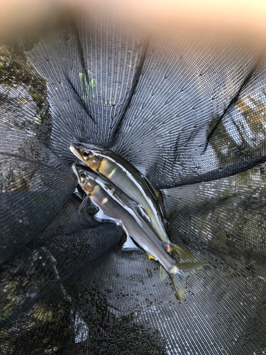 アユの釣果