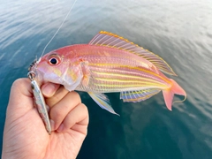 イトヨリダイの釣果