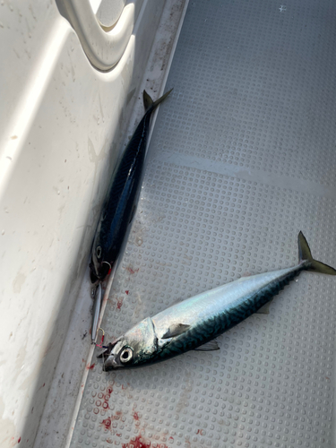 サバの釣果