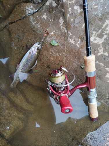 ホウライマスの釣果