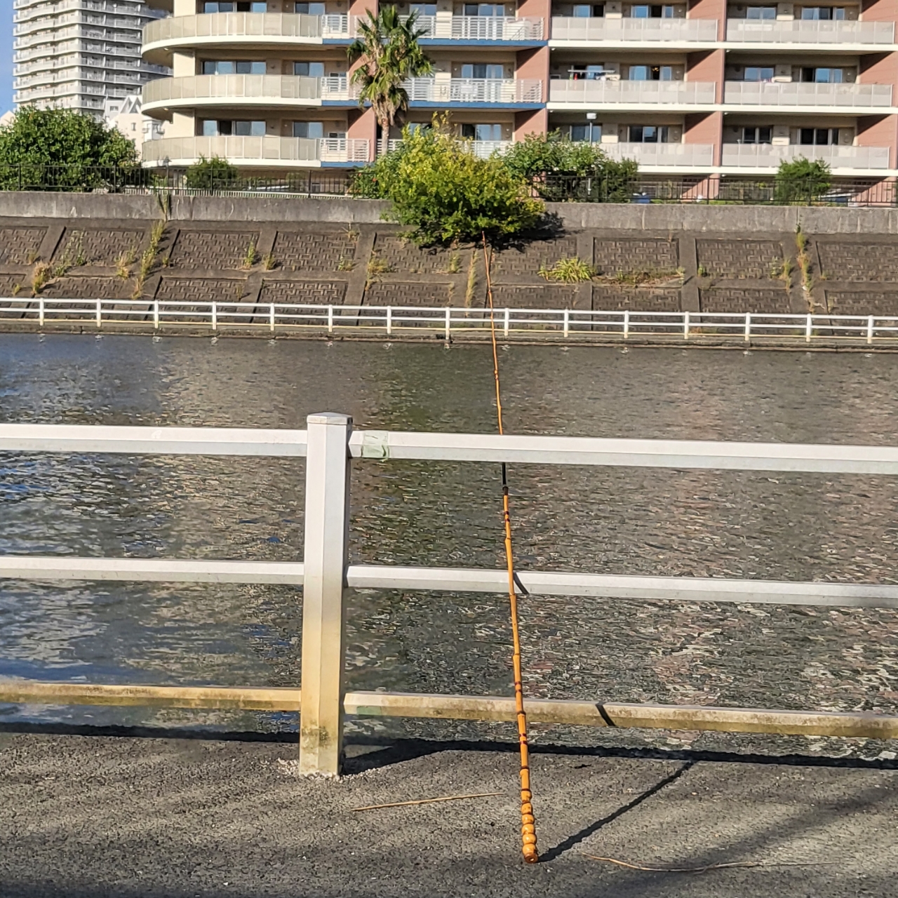 マハゼ