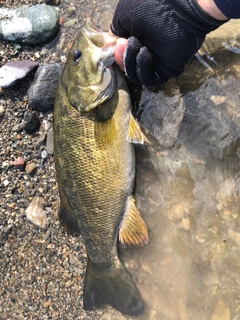 スモールマウスバスの釣果