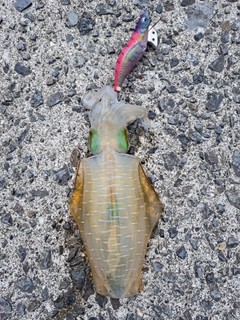 アオリイカの釣果