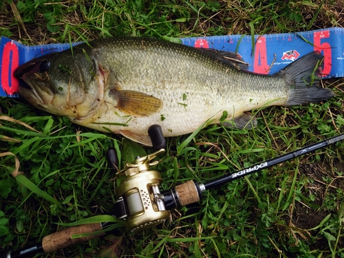 ブラックバスの釣果