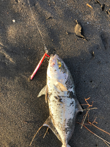 ショゴの釣果