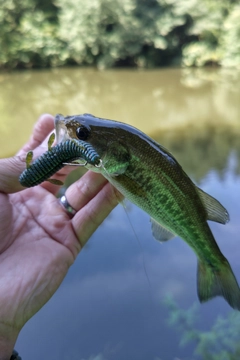 ラージマウスバスの釣果