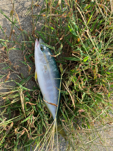 ツバイソの釣果