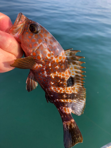 アオハタの釣果