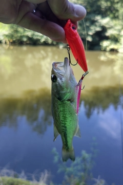 ラージマウスバスの釣果