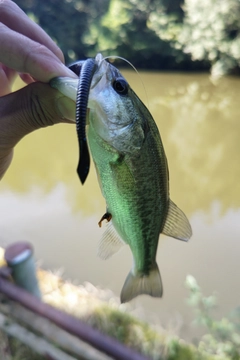 ラージマウスバスの釣果