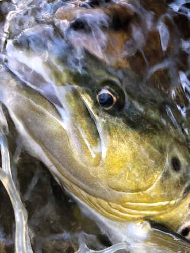 ブラウントラウトの釣果