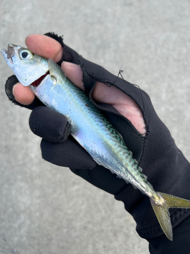 サバの釣果