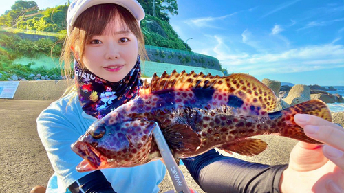 ハタの釣果