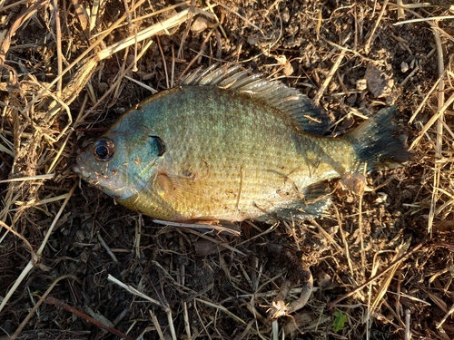 ブルーギルの釣果