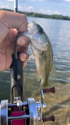 ラージマウスバスの釣果