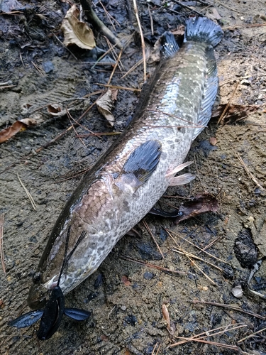 ライギョの釣果