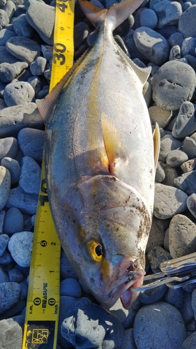 ショゴの釣果