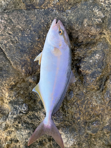 ショゴの釣果