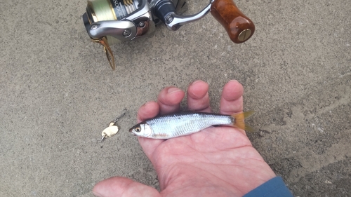 オイカワの釣果