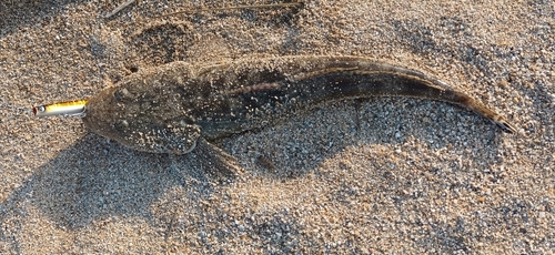 マゴチの釣果