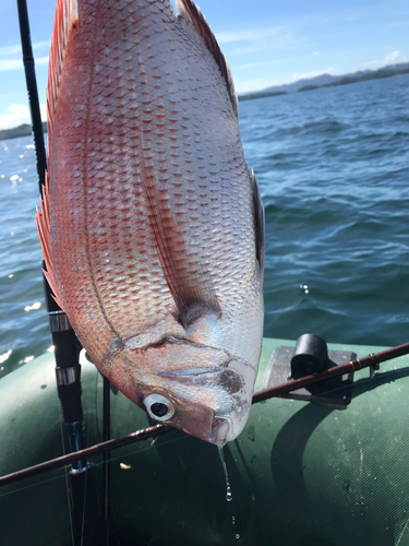 タイの釣果