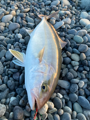 ショゴの釣果