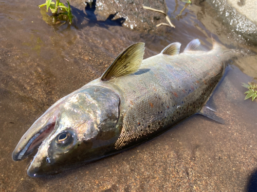 アマゴの釣果