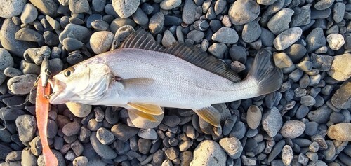 ショゴの釣果