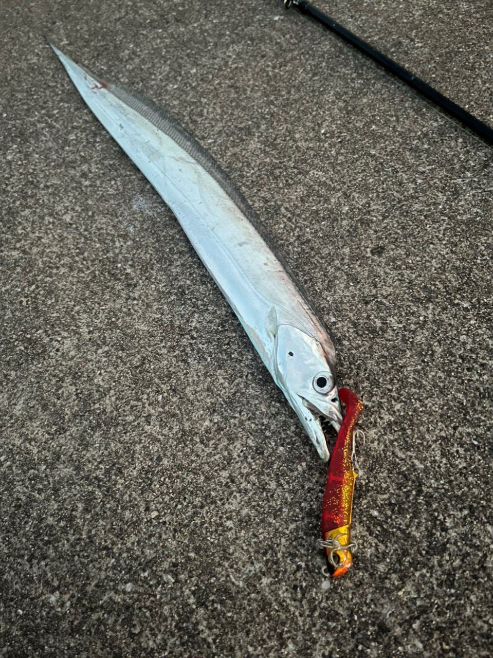 タチウオ