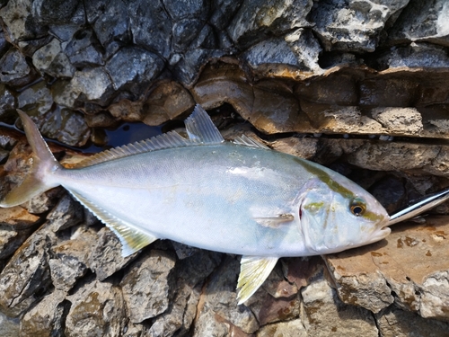 カンパチの釣果