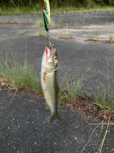 ハスの釣果